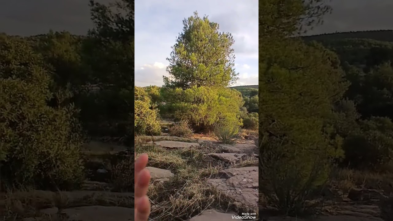 بالفيديو ,,والدليل،😱هجرة النينو الأروبي للجزائر، صيد أنثى التفاحي تحمل خاتم أروبي فالجزائر ،كمل ....