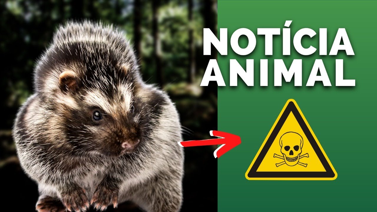 RATO VENENOSO PODE DERRUBAR UM ELEFANTE! CÃO ANDA 100 KM DE VOLTA PRA CASA! NOVO FILME INDIANA JONES