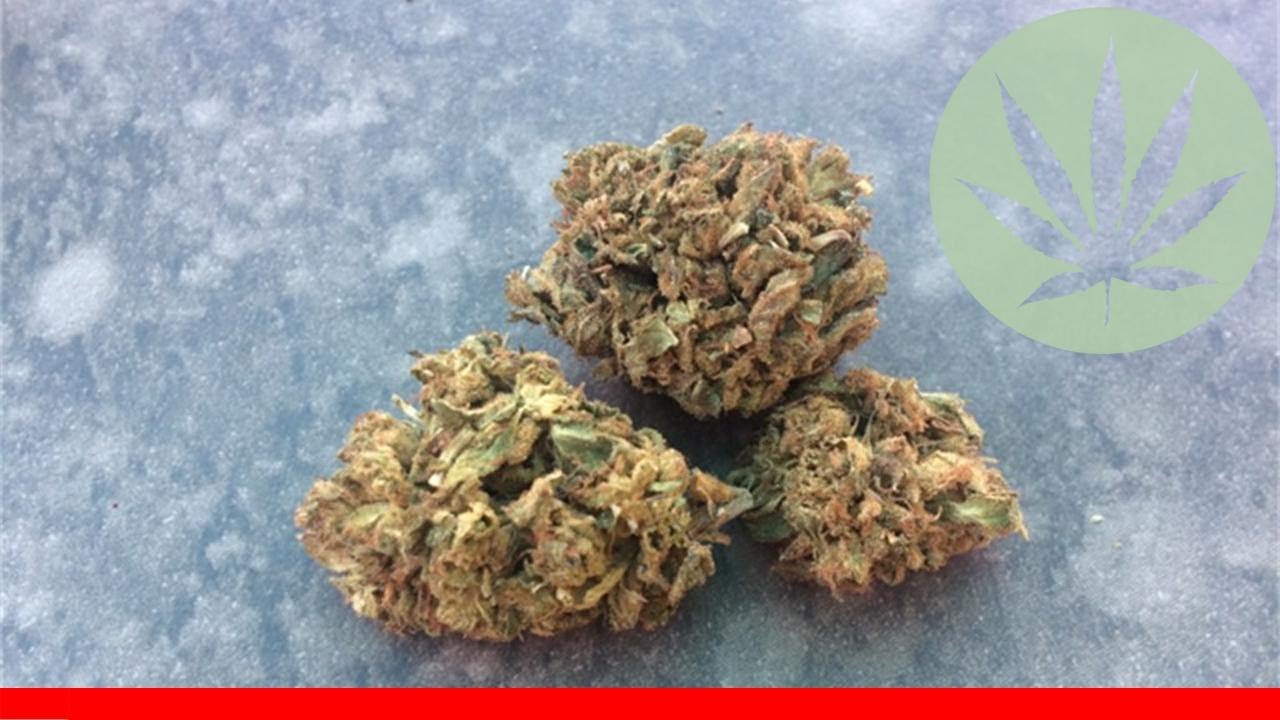 Confidential Cheese - All About This Strain