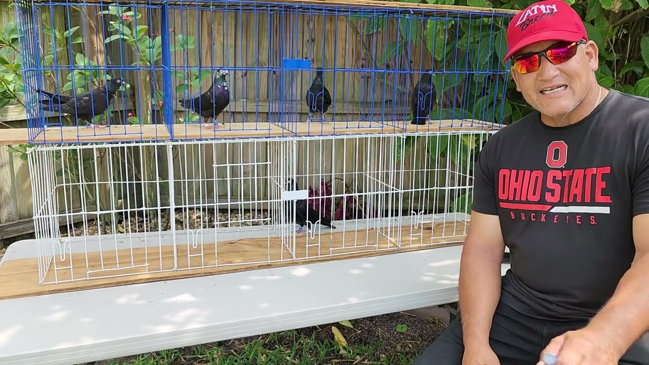 Tippler Talk Tuesday, Episode 8, I encourage all of the pigeon enthusiasts to pass their knowledge.
