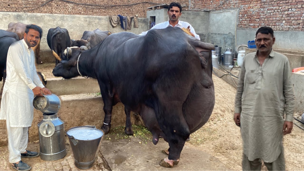 World Champion Buffalo 48.775 Kg Milk Record ll Toddi Buffalo of Haji Umar Nazir Gujjar