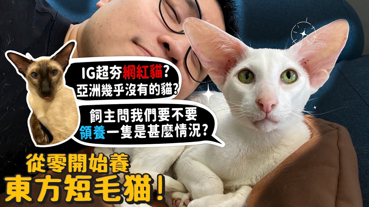 【從零開始養】東方短毛貓!亞洲幾乎沒有的貓?IG超夯歐美爆紅?飼主要我們領養?我們要有第三隻貓了?貓界模特兒?【許伯簡芝】