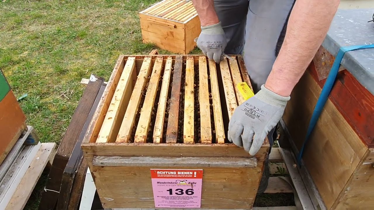 Schwaches Bienenvolk erweitern