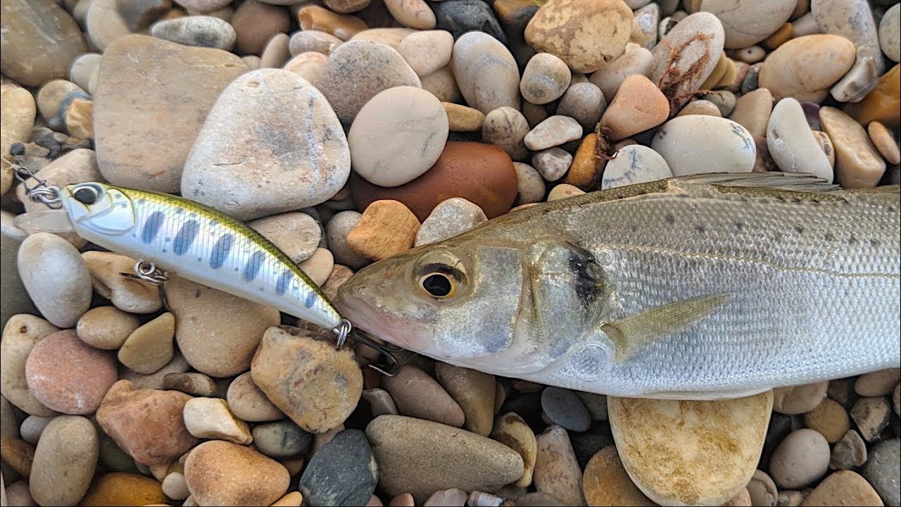 Spigoletta a Light Spinning con Duo Spearhead Ryuki 50 F - Attacco in diretta!