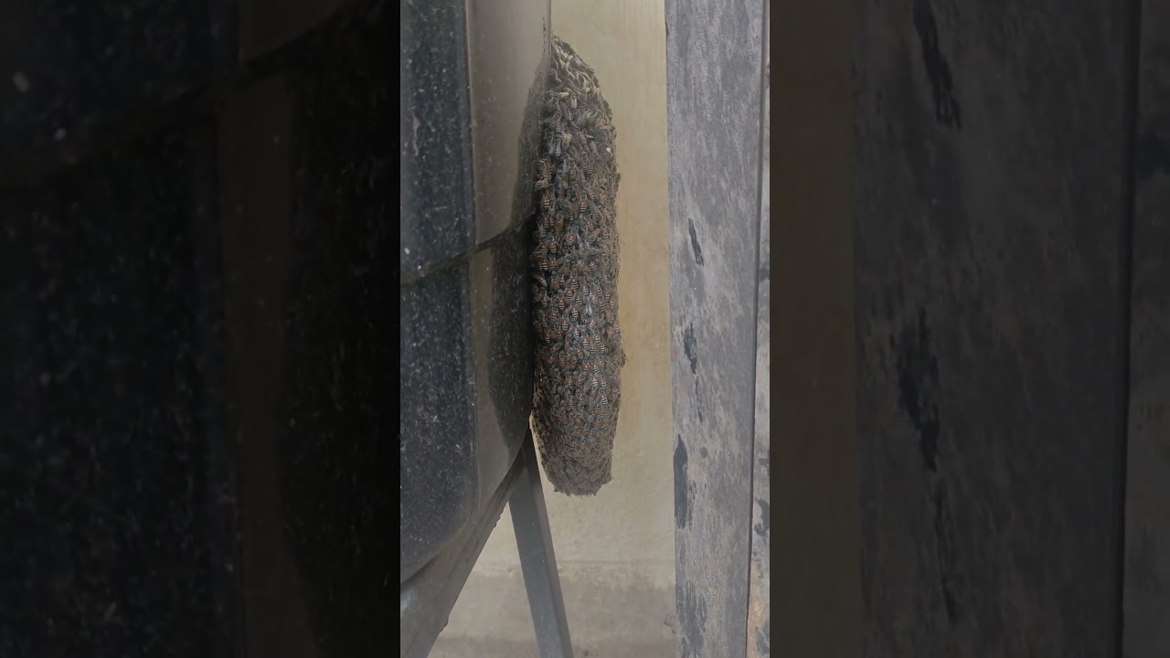 আমার ছাদ বাগানের কারা এলো দেখে নাও । আমি তো অবাক#viralvideo