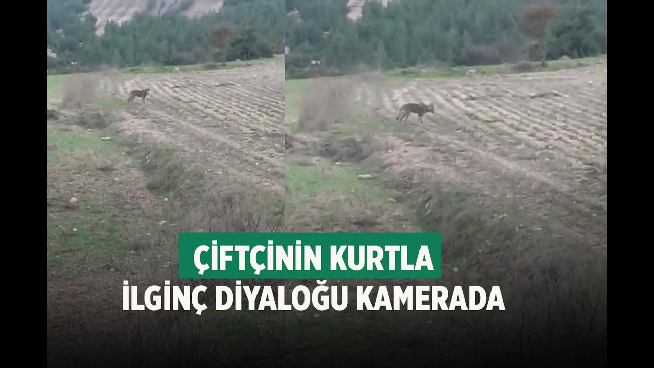 Denizli’de Tarlada Kurt Görüntüsü: “Hey, hişştt, hopp”