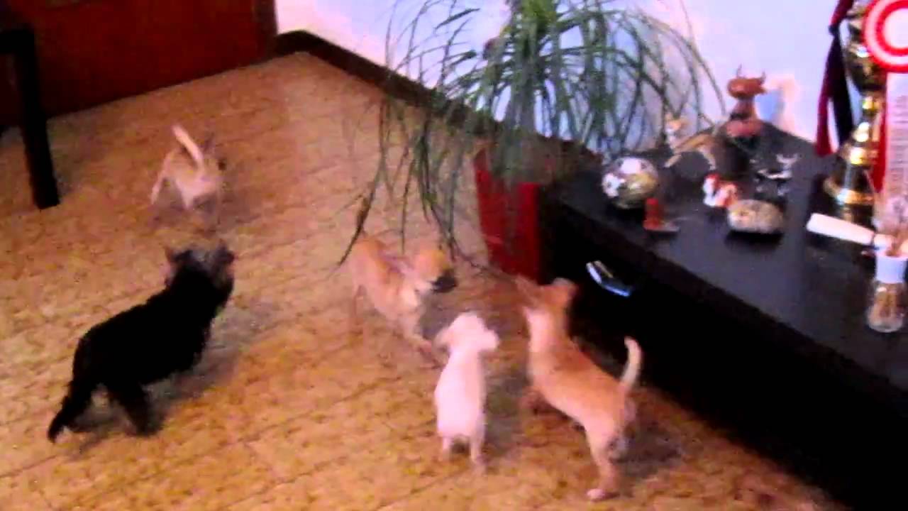 tremendissimi chihuahua.MOV