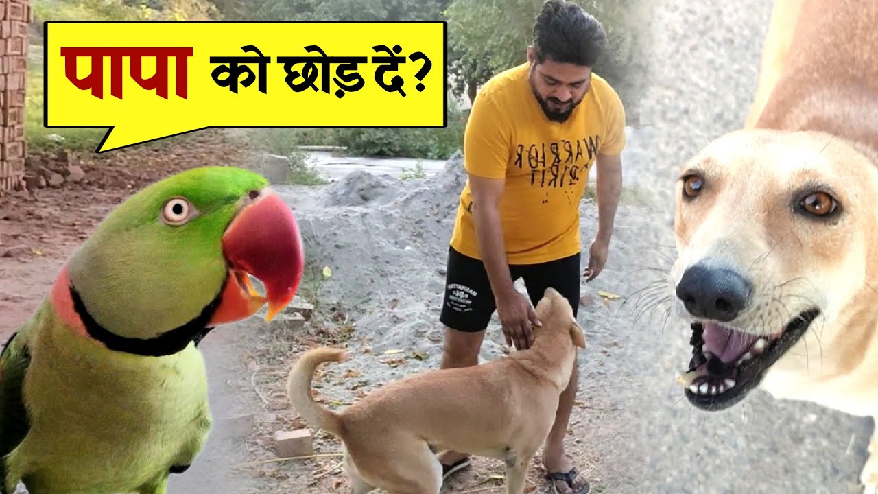 Street Dog se Pablo Family Ka Saamna 😂