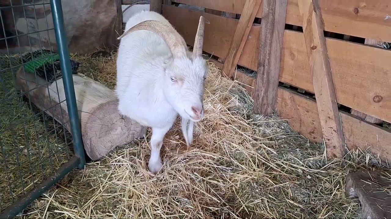 Чесалка для спины для людей и животных? Протестировано TUKUOS 5-в-1!