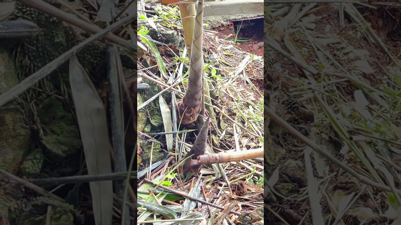 Harvesting Bamboo Shoots with Crunchy Sounds & Birdsong in Serene Countryside | Relaxing Nature