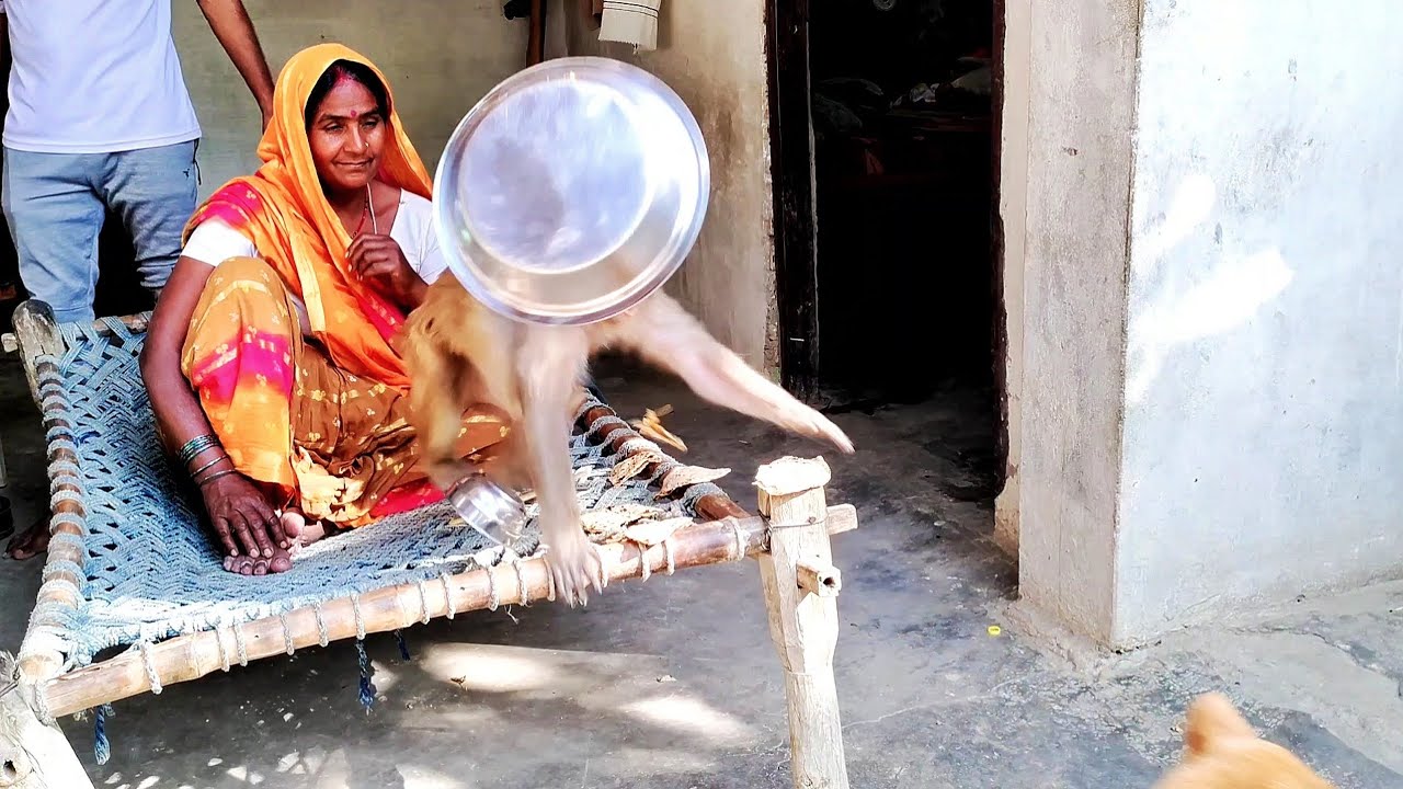 रानी बर्तन फेंक के कैसे मारती है।। रानी हनी फनी विडियो How does the queen kill by throwing utensils