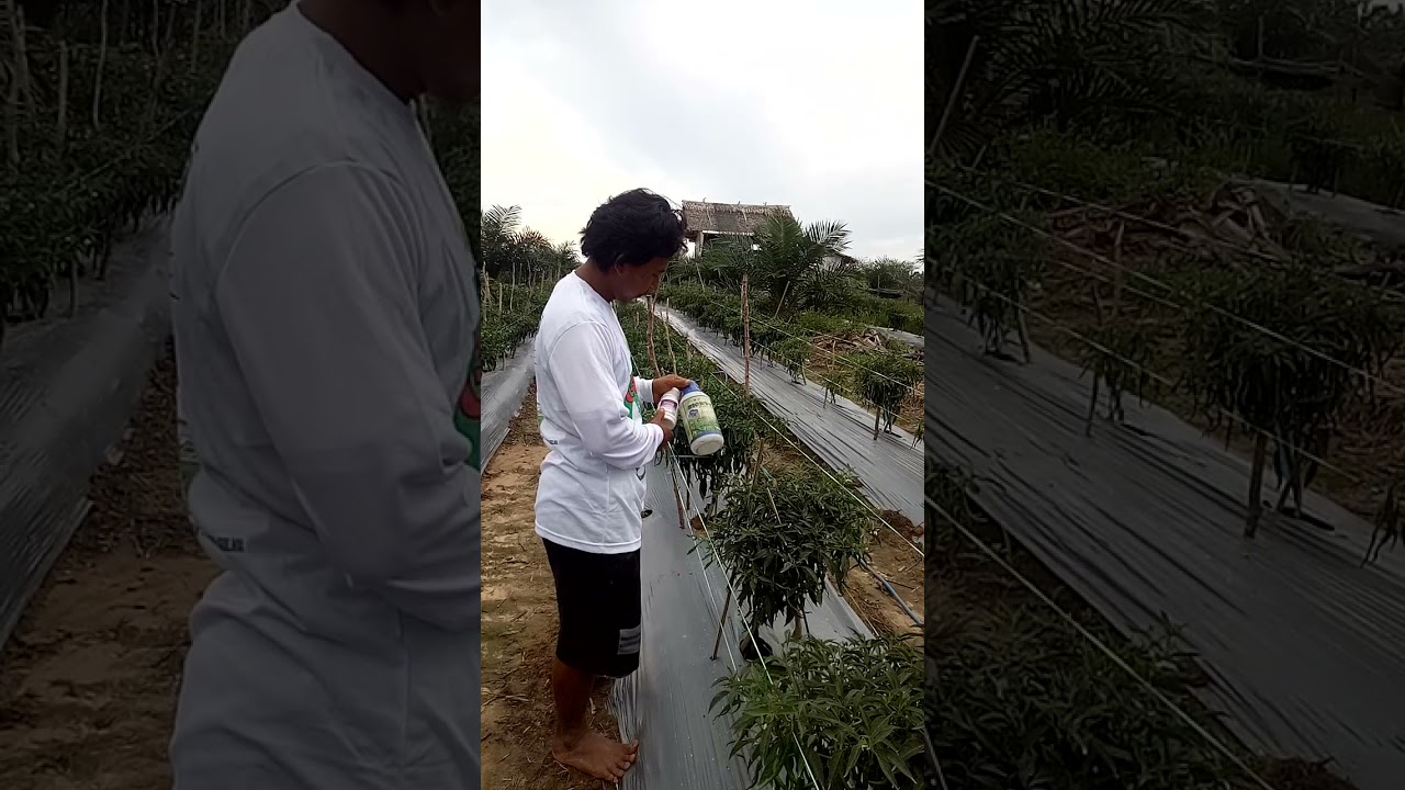 Hasil efikasi Spectrone 225/200 EC+ Biomax pupuk cair/silika 20%