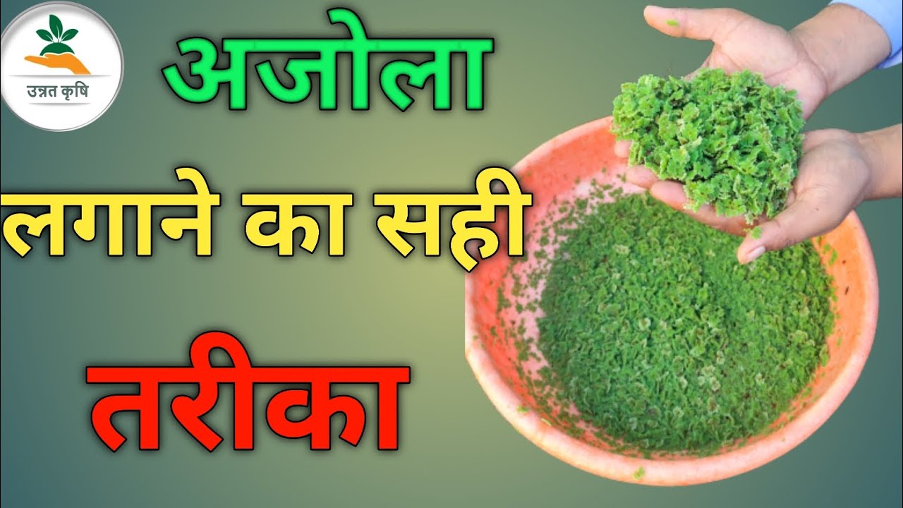 @ अजोला लगाने की वैज्ञानिक विधि @ Correct way to apply Azolla