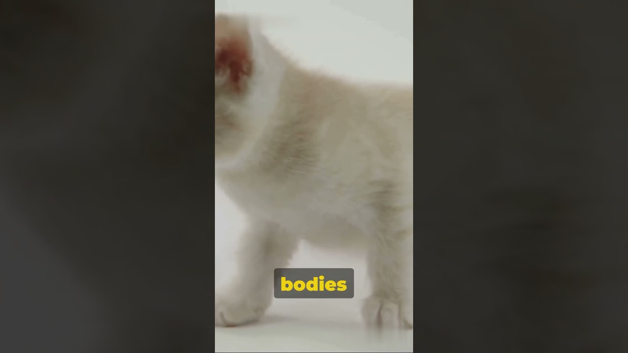 Why do Siamese cats change color? 