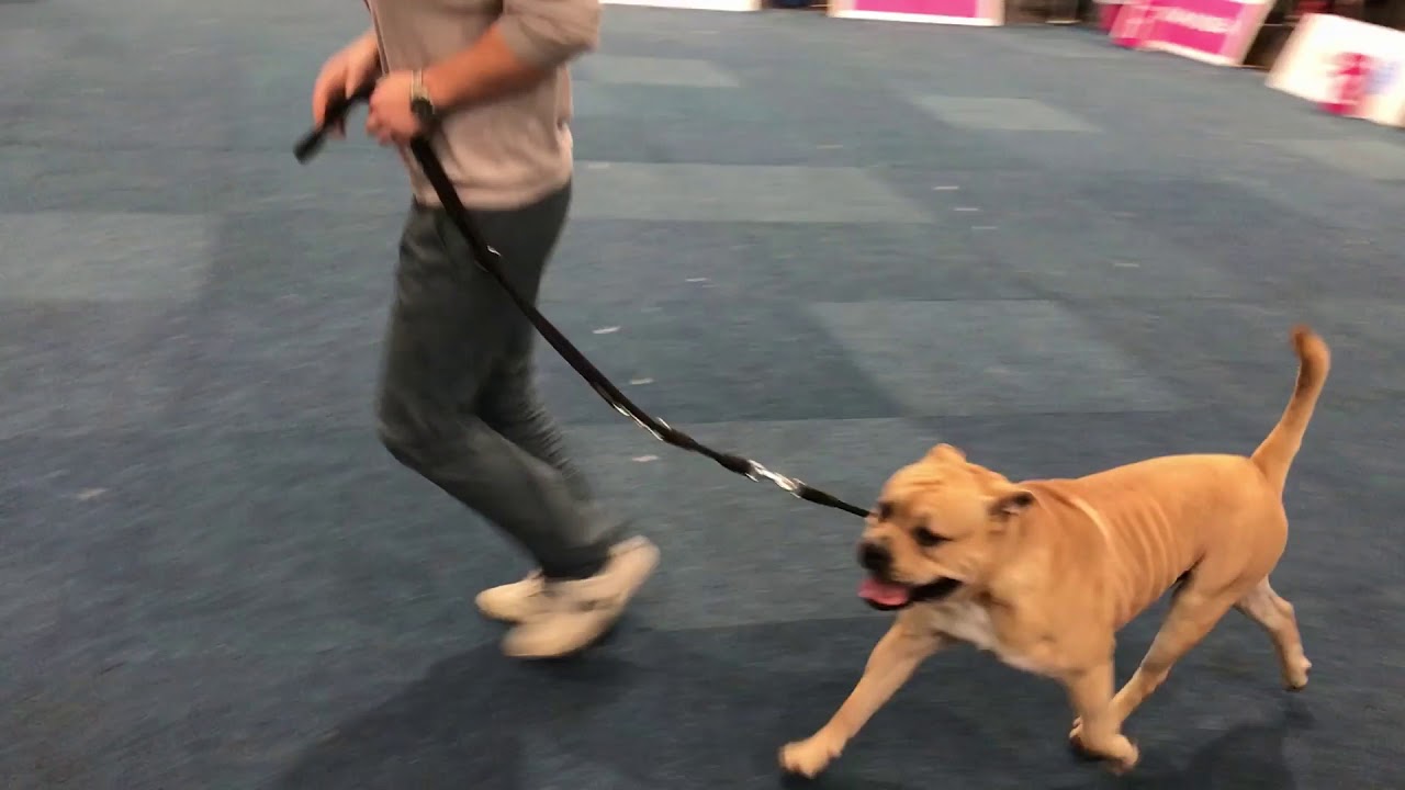 WORLD DOG SHOW 2017 Cadebou Male CACIB
