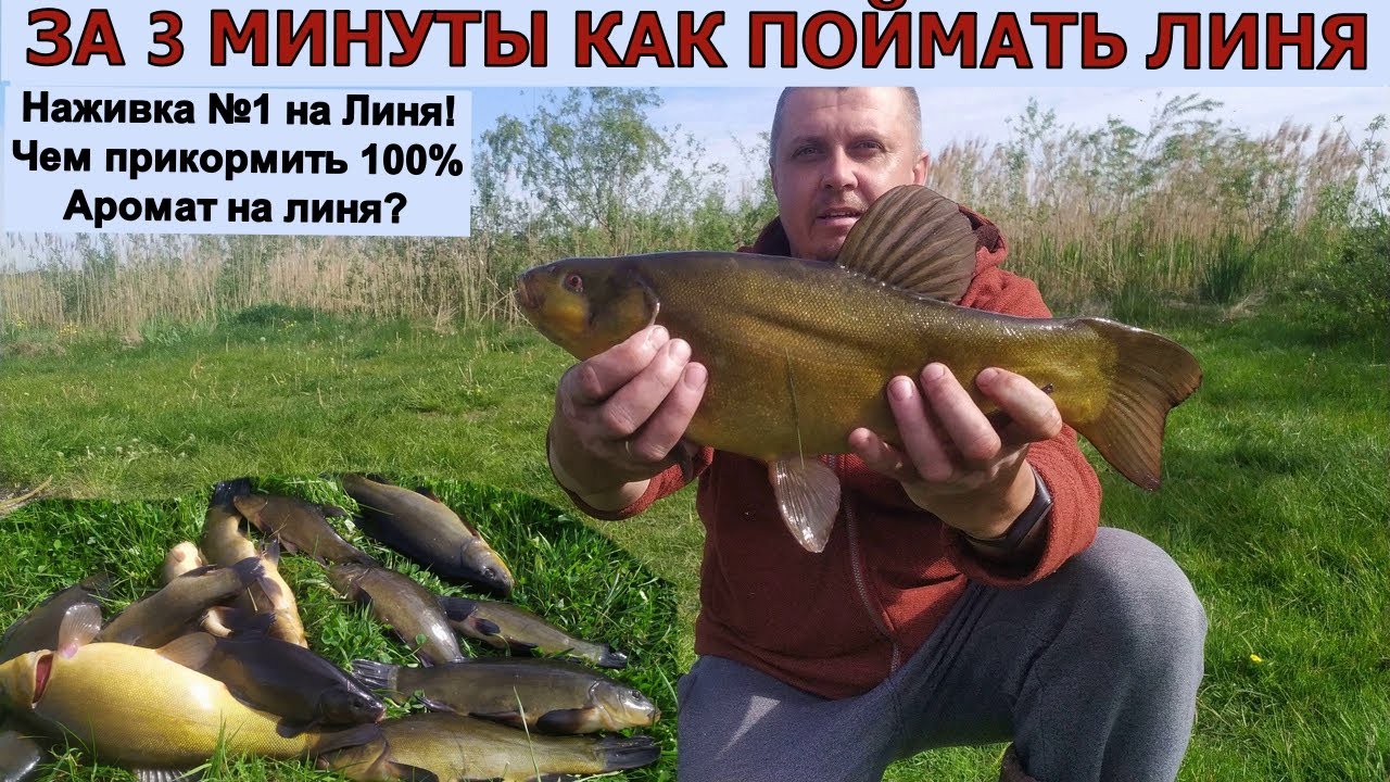 НА ЛИНЯ  НАЖИВКА №1 в Мире. 100% клёв линя. Как привлечь линя? Чем прикормить линя? Рыбалка на линя.
