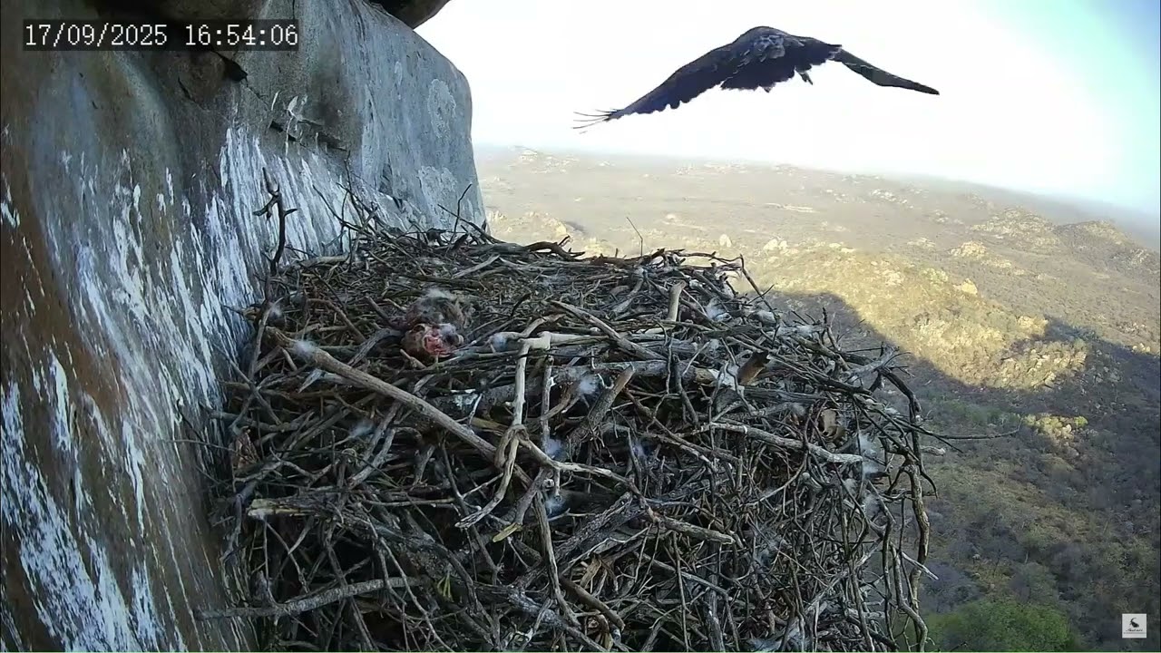 Selati's Verreaux's Eagle Family Share Busy Afternoon Together, Soaring to and From the Nest!