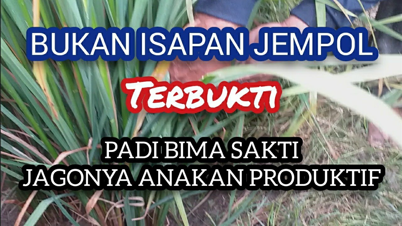 Padi Bima Sakti Ciherang Malai Panjang Part 4