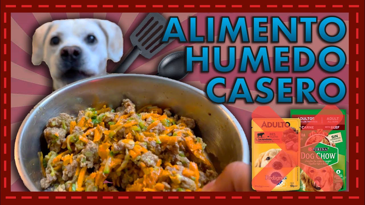 Receta nutritiva y fácil para alimentar a tu perro en casa 🐶🍲 ¡Hecho con amor!