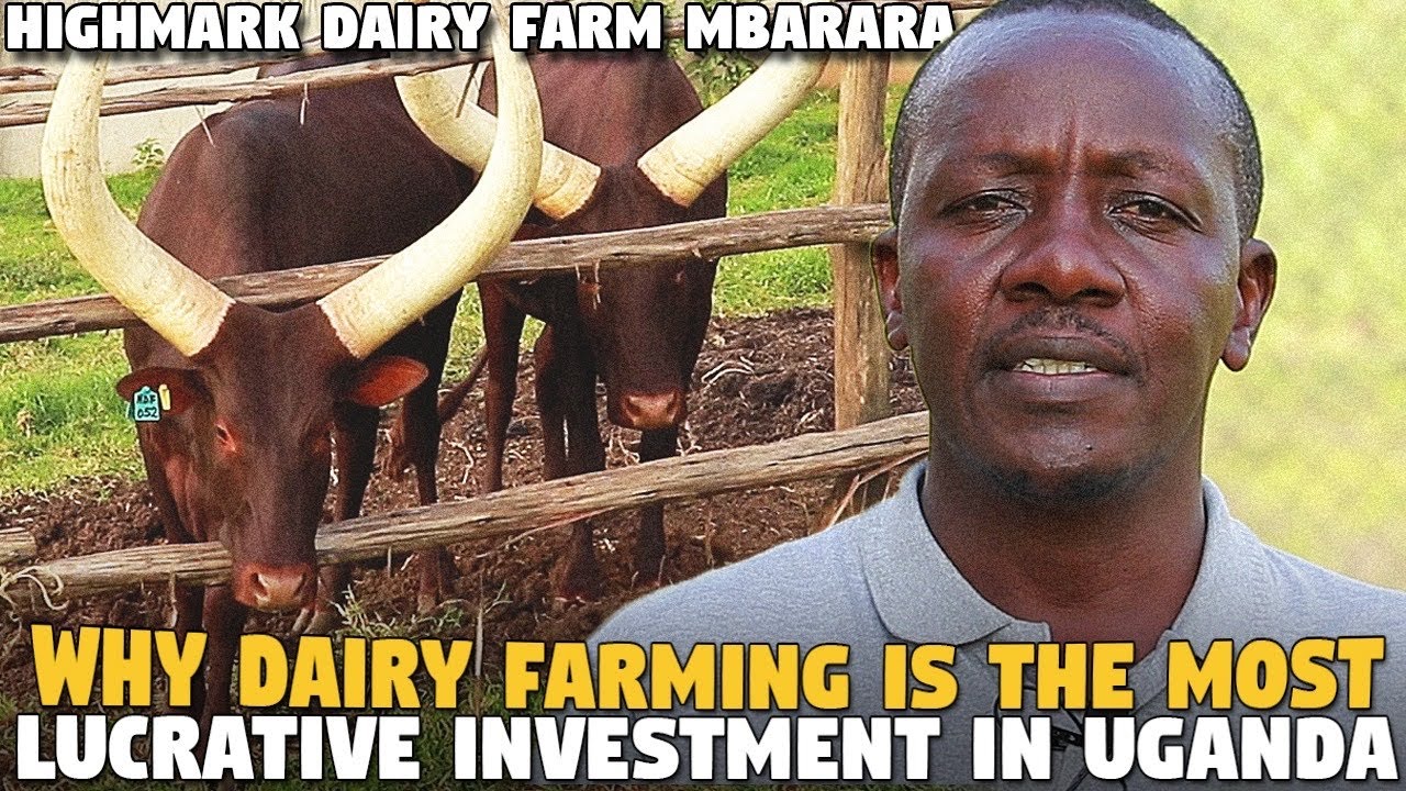Why Dairy Farming is The MOST LUCRATIVE  INVESTMENT IN UGANDA (HIGHMARK DAIRY FARM Mbarara)