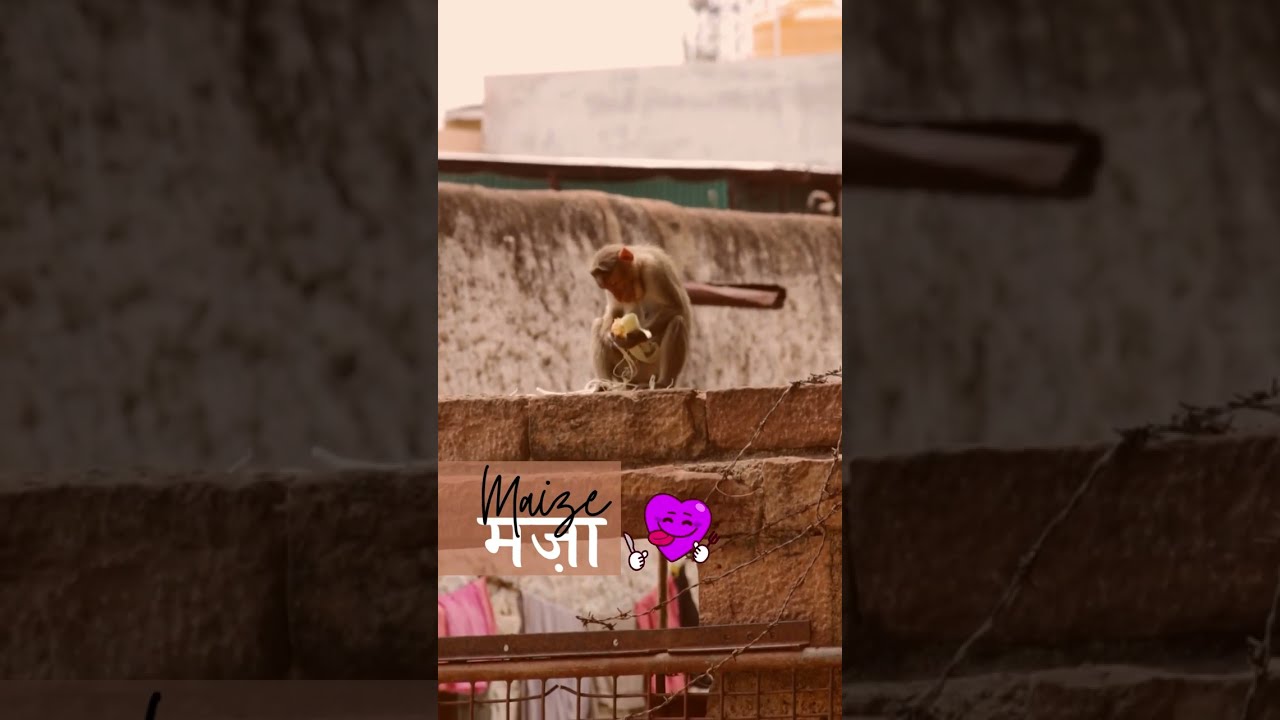 Maize मज़ा... | Bonnet Macaque Monkey