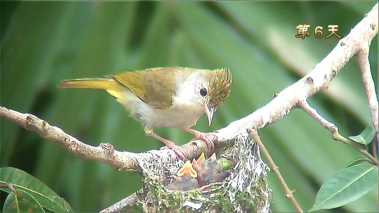 綠畫眉 (1 ) 出生第 一天 -White -bellied Yuhina