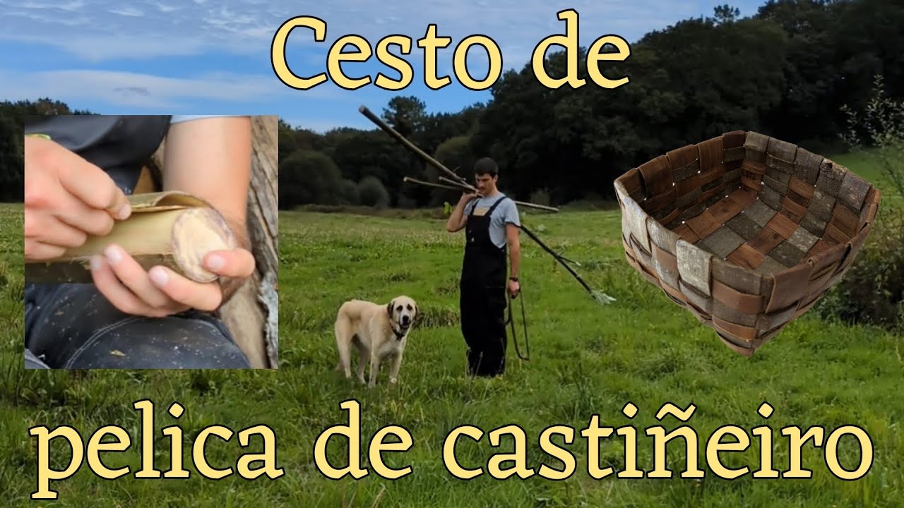 Elaboro un cesto de pelica de castiñeiro. Pel de castiñeiro. Cestería. #youtubeiras