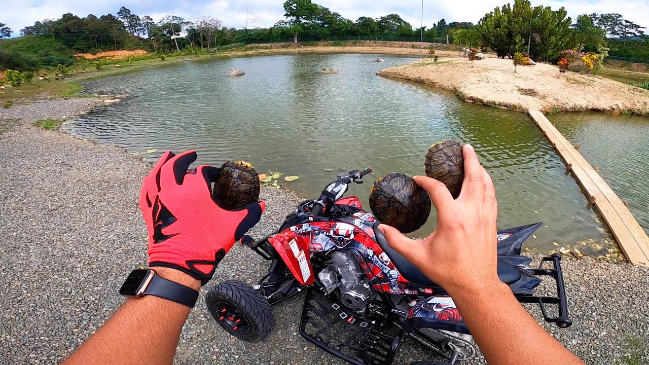 Liberando tortugas en lago silvestre - Transportadas en Cuatrimoto.