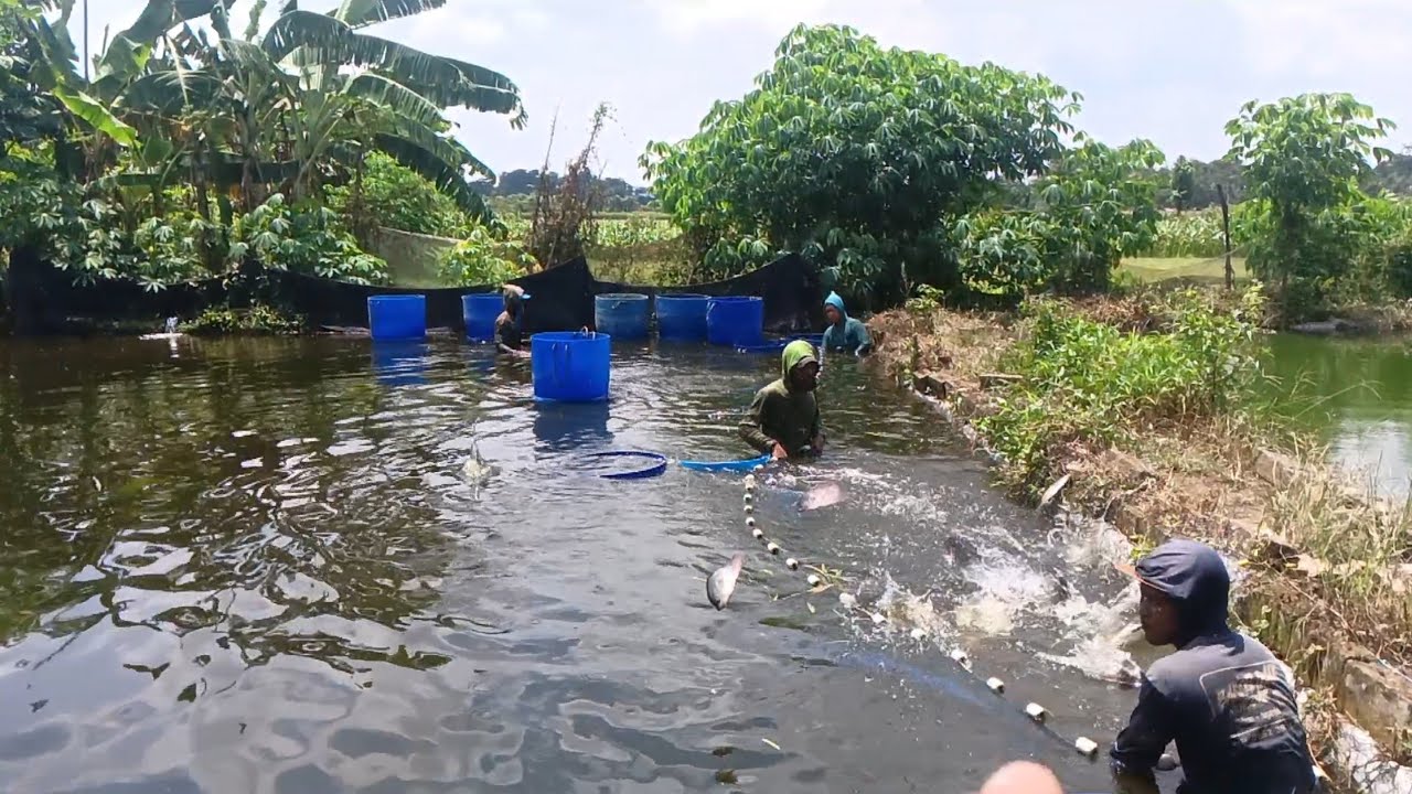 🔴 panen di kolam haji Misbah ‼️petani kawakan ,mulai ukuran 2,5 on