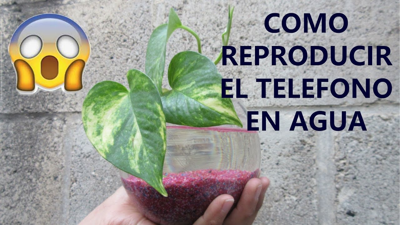 Como tener un TELEFONO en Agua | Planta Acuatica