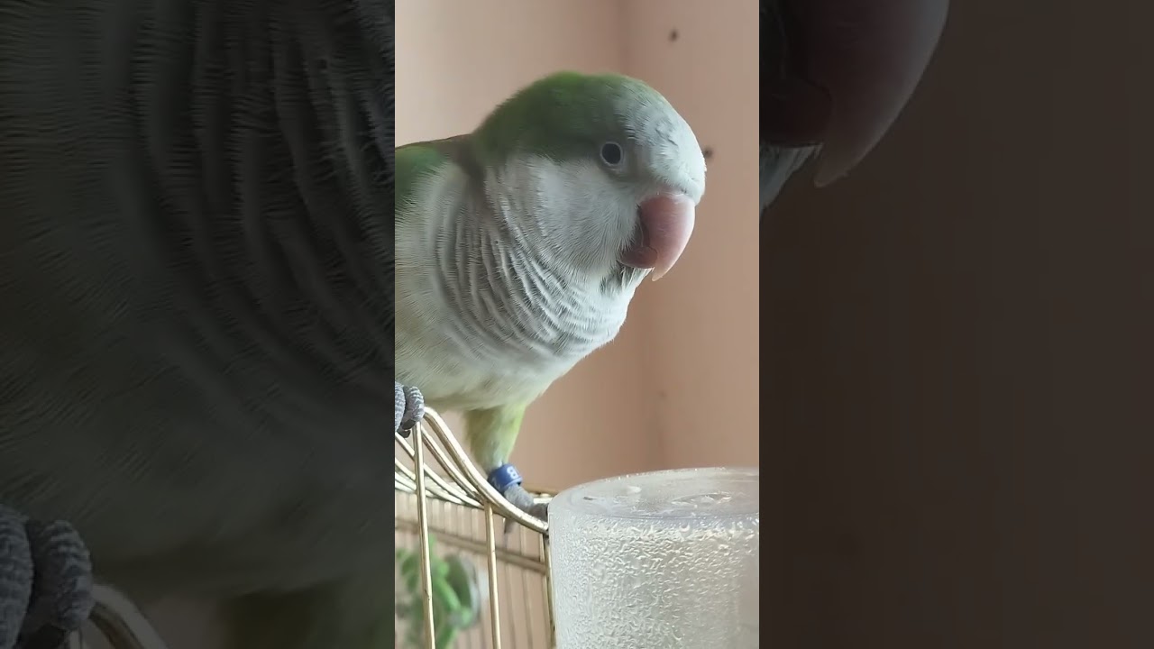 Учим разговаривать птицу (АБЗОР) :)