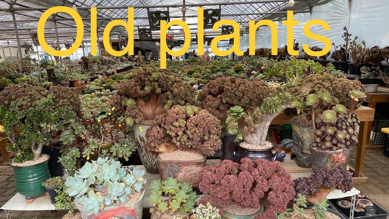 Old Plants Korea #多肉植物