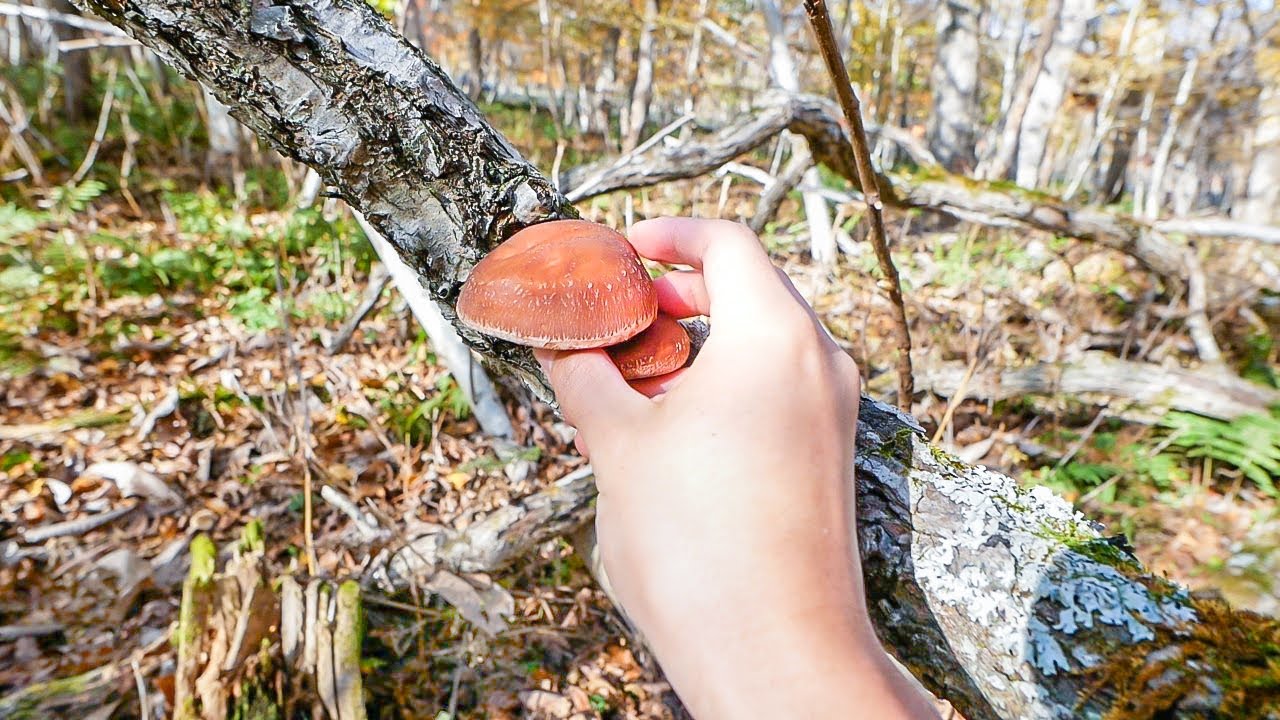 ヒグマが出没する森は、食えるキノコがいっぱい