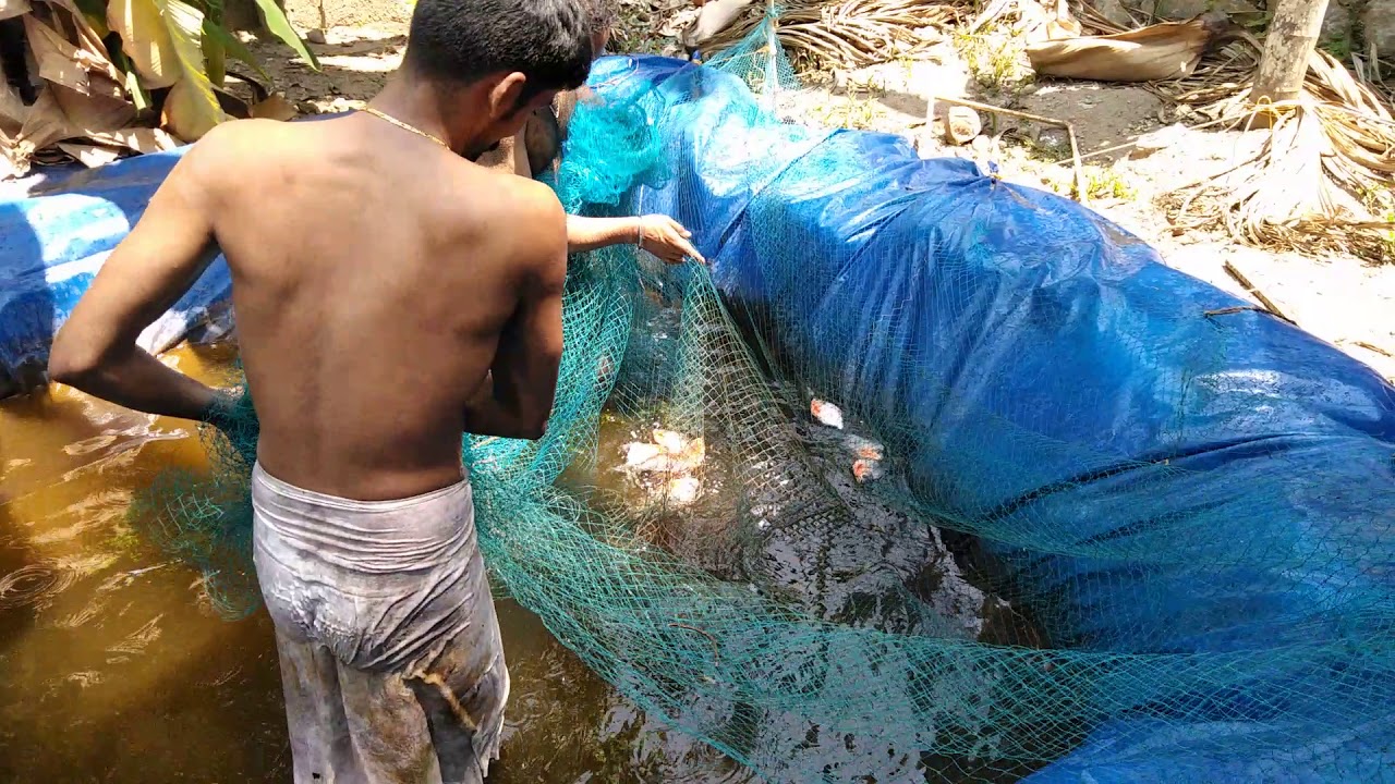 Red belly nutter fish farming