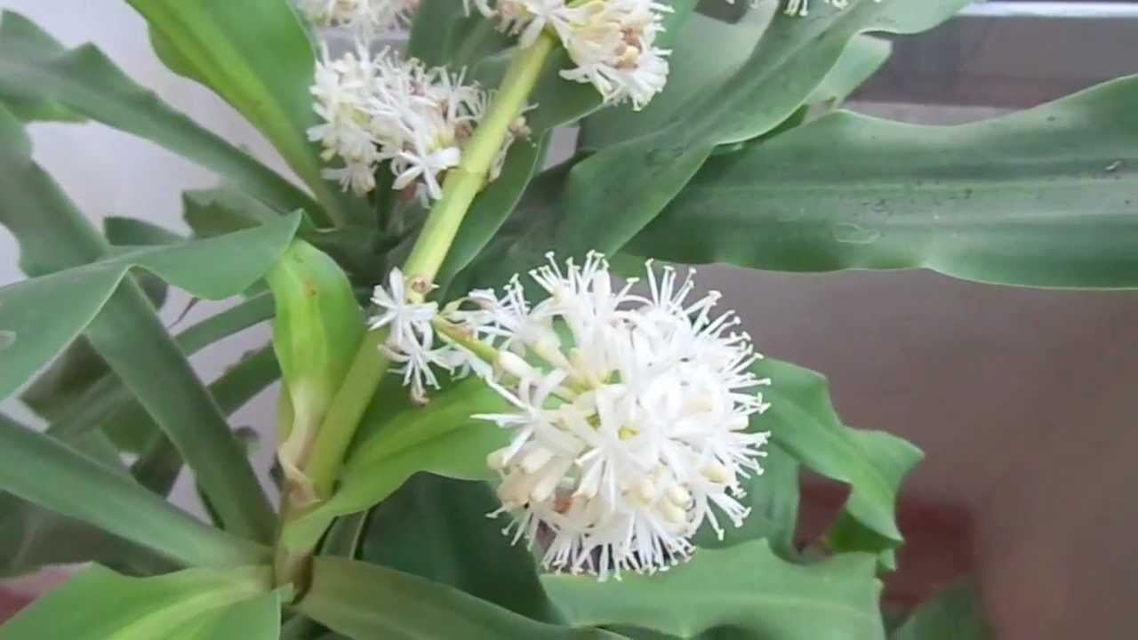 La Misteriosa Flor del Palo de Brasil