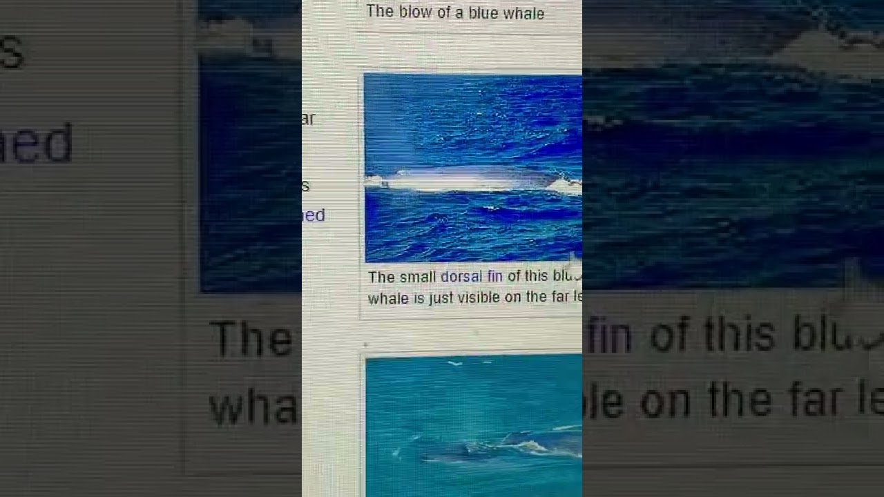 Blue whales and other random Wikipedia things￼