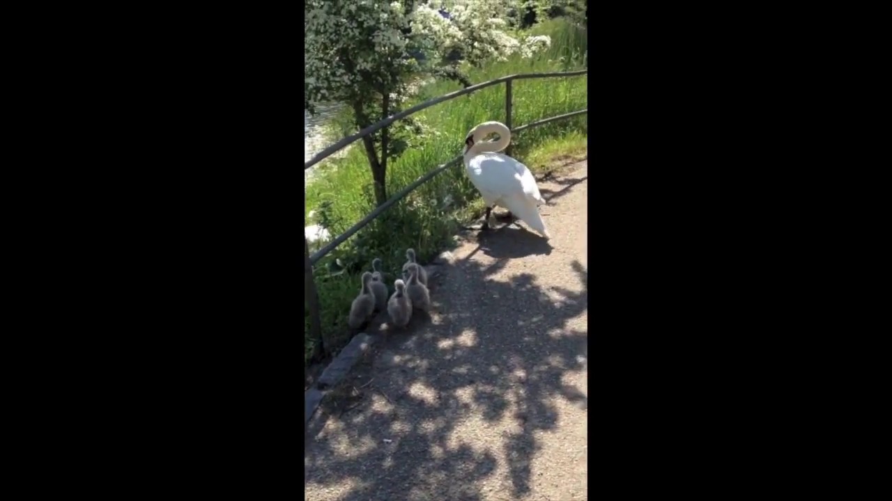 Swan Crossing Road Part2