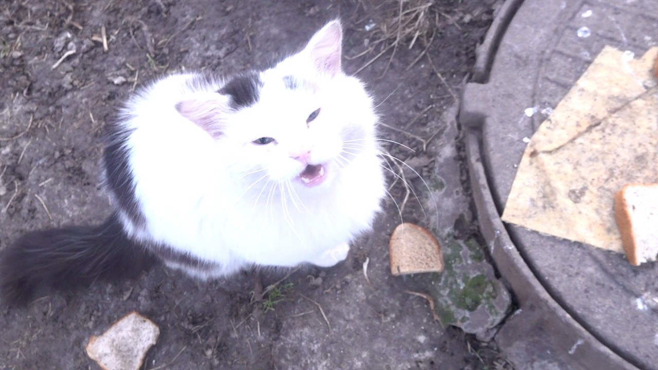 Boss cat meow is little about food