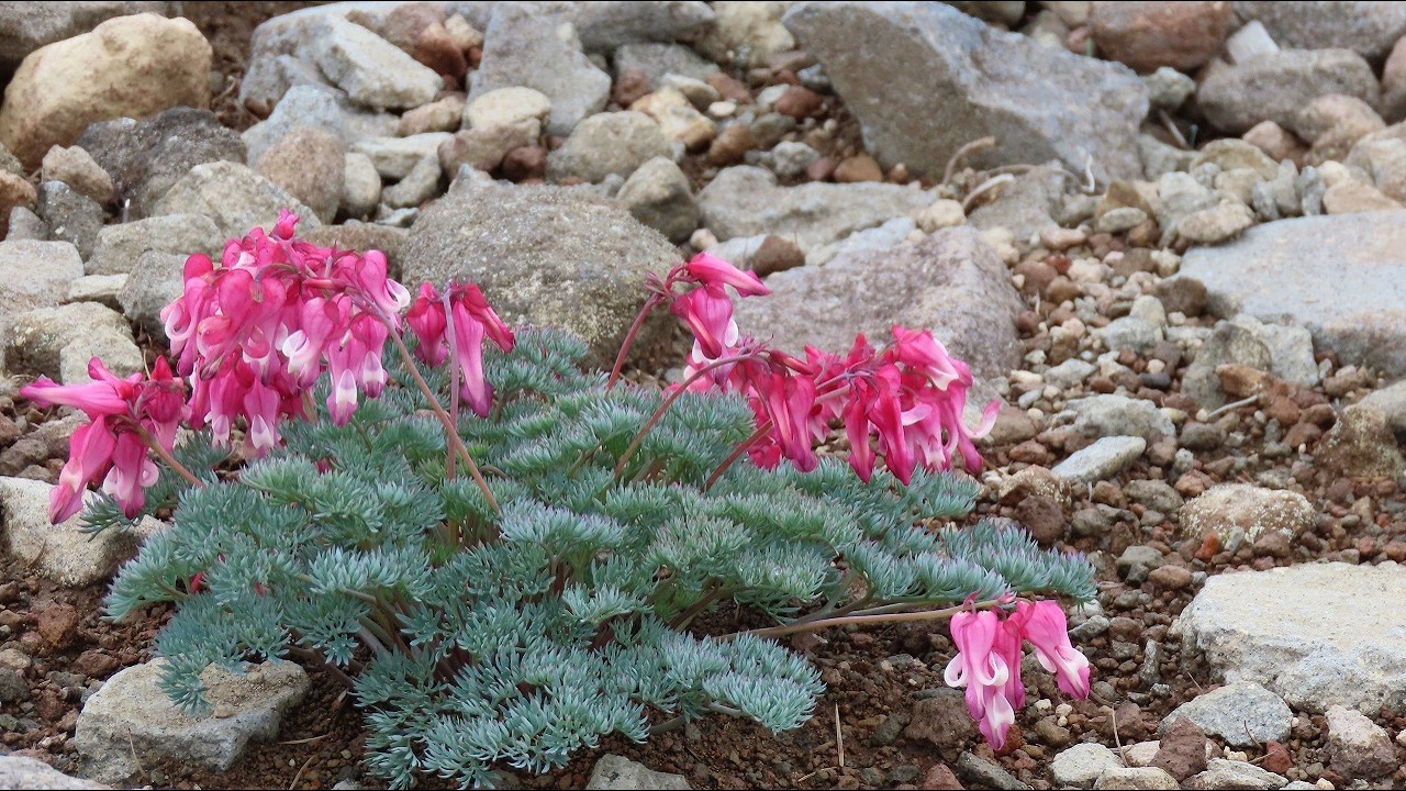 高峰・池の平湿原の花と実　春～秋１５０種