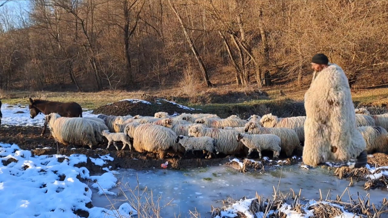 Nicolae Florin Mierea singurul cioban care mai face Transhumanță din Sălaj pe Munți