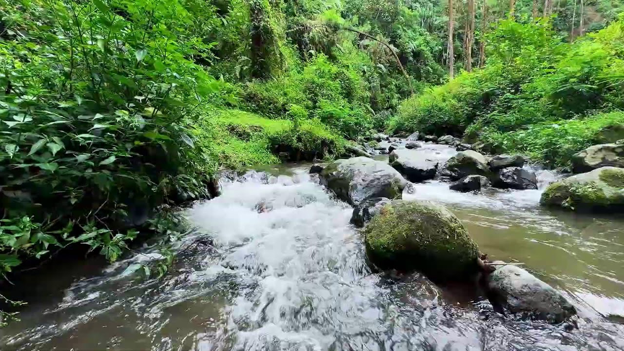 Soft river sound near peaceful tree-lined river supporting worry-free deep sleep all night long