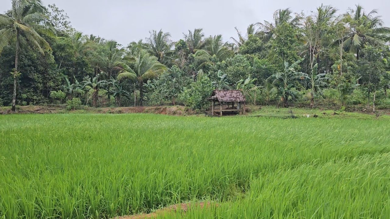 Review ulang yang tanah darat dan sawah yang akan di jual #investasitanah #jualtanahmurah #properti