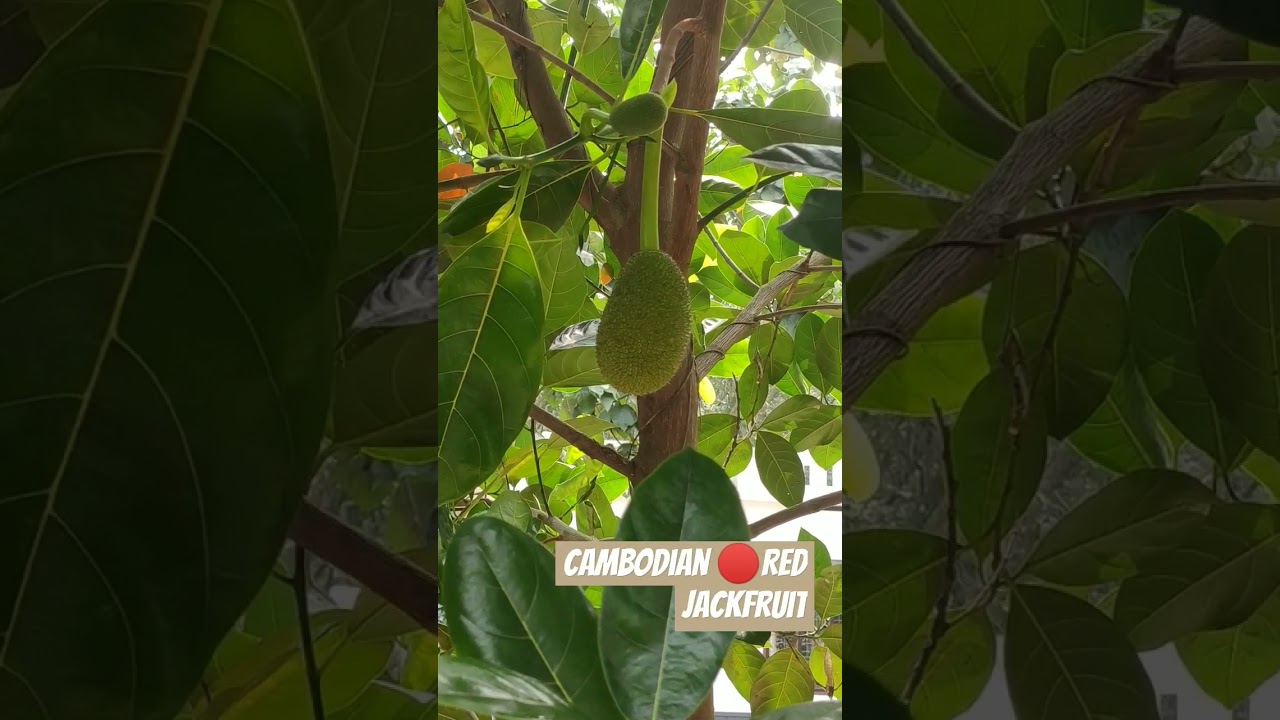 #cambodian #jackfruit #kerala #malayalam #20231023