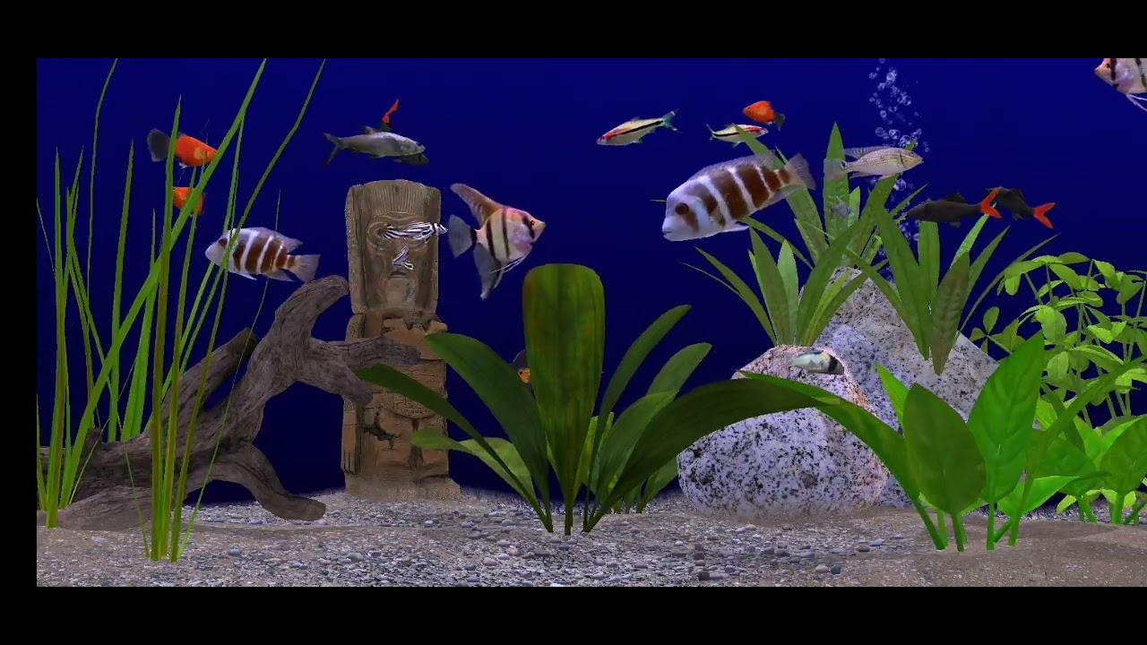 Süßwasser Aquarium relaxing water sound schlafen Konzentration meditation #chill #asmr Ambience 