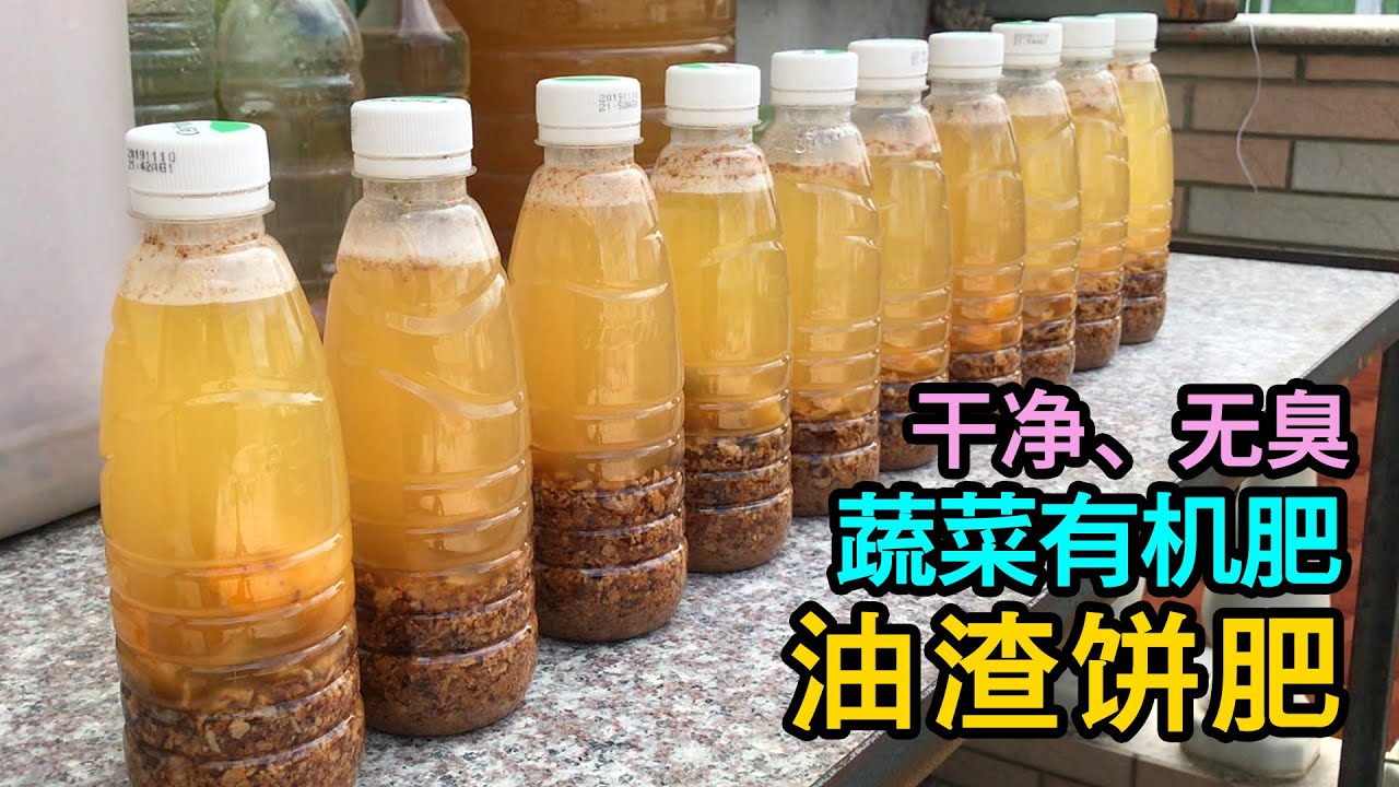 DIY自制饼肥，简单好用，是蔬菜最喜爱的有机肥料！