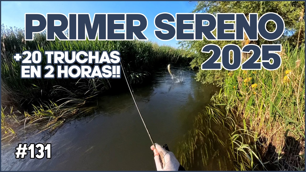 No Paran de Comer en Superficie!! Primer Sereno de la Temporada | Más de 20 Truchas en 2 horas