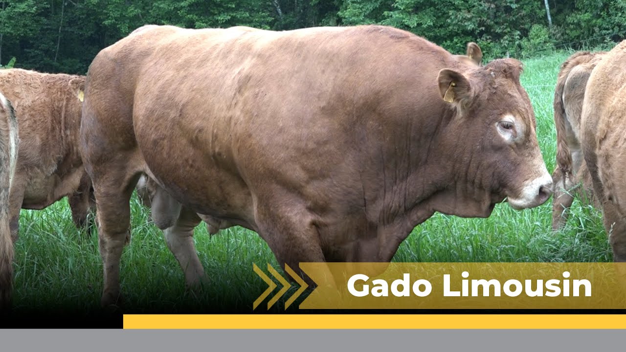 Produtor de Arabutã-SC se destaca na criação de gado da raça Limousin