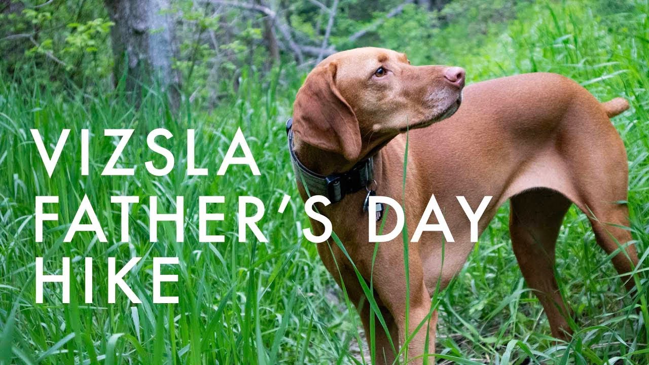Vizsla Father's Day Hike | Video 121