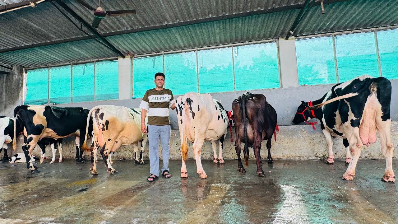 7 HF Cow & 1 Sahiwal Cow Available at Lalka Dairy Farm
