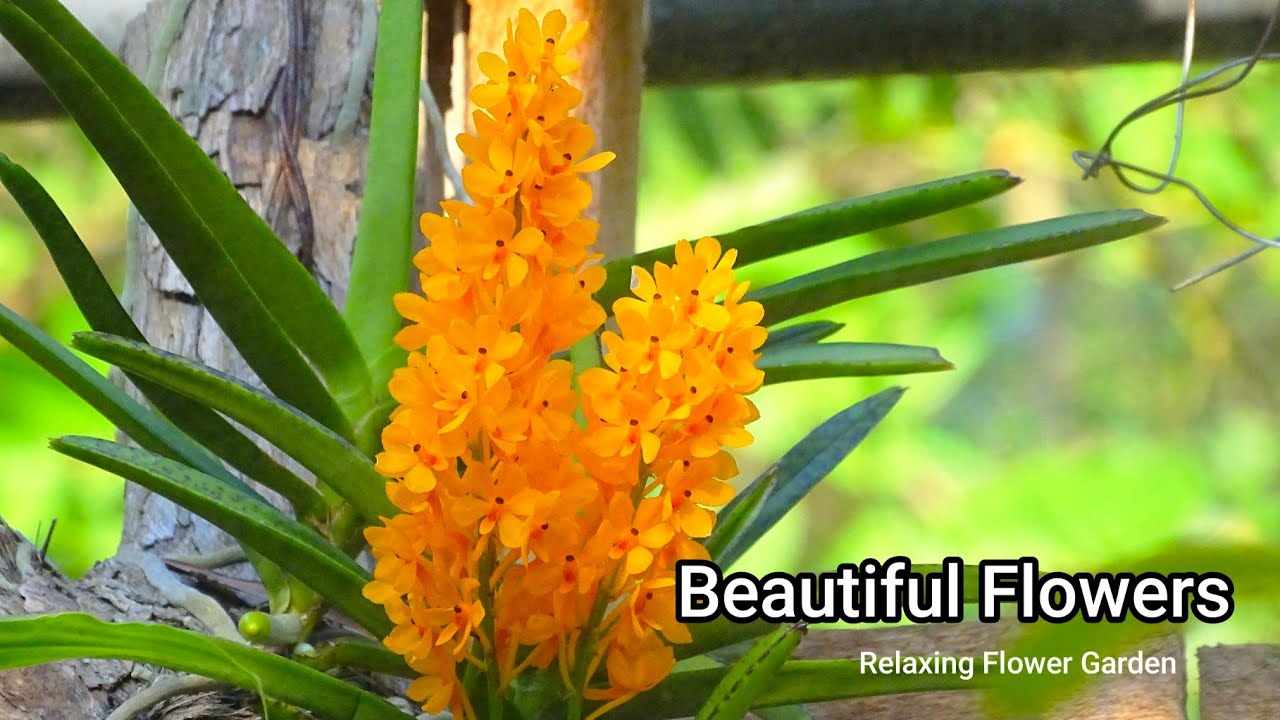 Nature’s Flower Collection 🌺 | Calming Garden Ambience